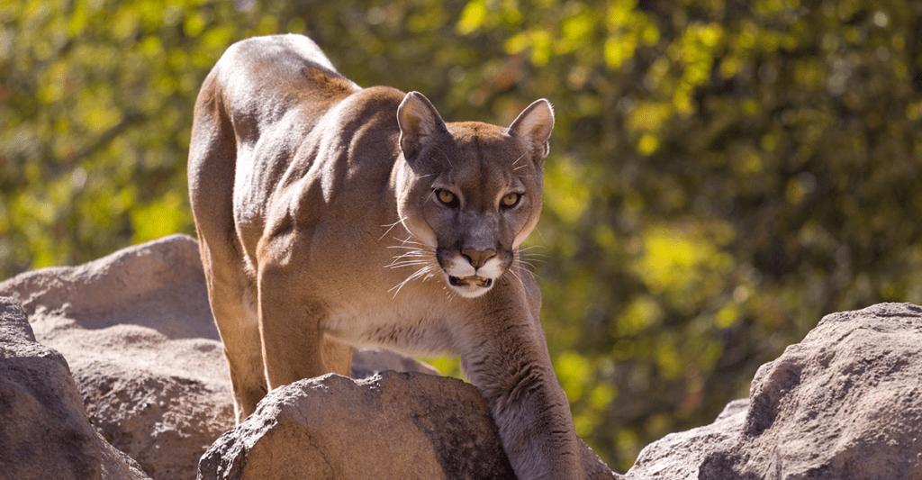 Regroup Cougar